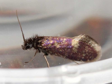 Eriocrania sangii 